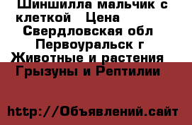 Шиншилла мальчик с клеткой › Цена ­ 3 500 - Свердловская обл., Первоуральск г. Животные и растения » Грызуны и Рептилии   
